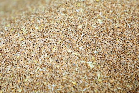 歐盟計(jì)劃在北非和巴爾干地區(qū)通過(guò)糧食外交對(duì)抗俄羅