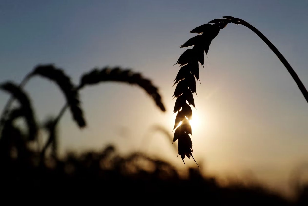 烏克蘭總理稱(chēng)今年的糧食收成將比去年減少20%