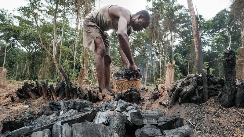 石油煤炭天然氣是最大的氣候威脅：剛果民主共和國 Yangambi的木炭生產(chǎn)