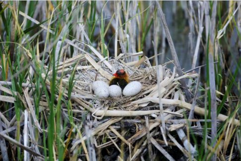 保護(hù)生物多樣性的資金微乎其微