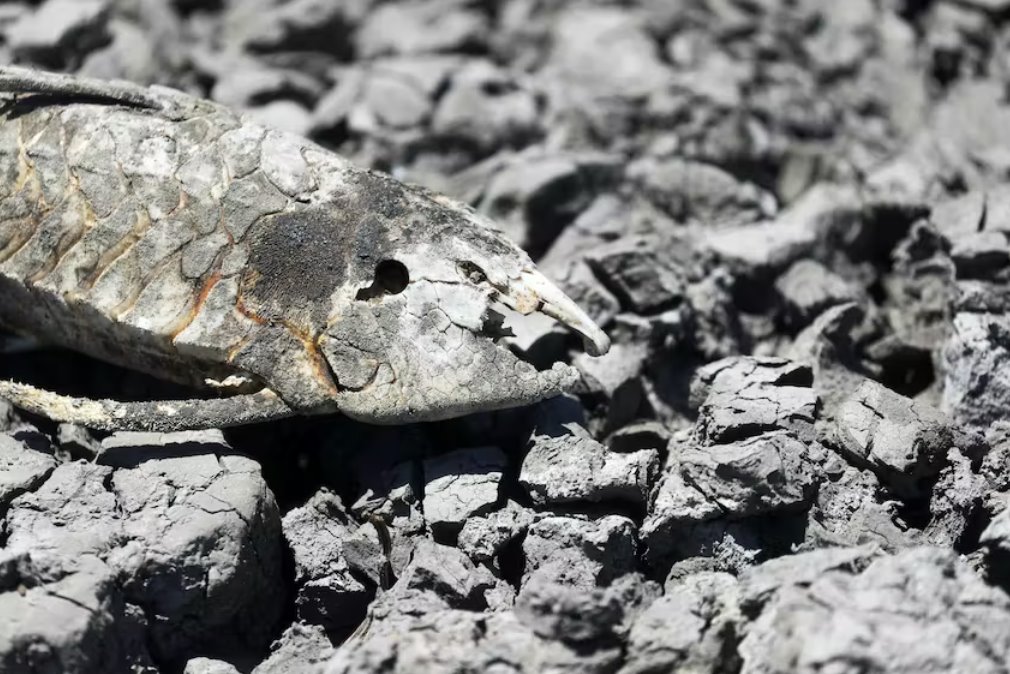 阿根廷遭遇幾十年來(lái)最嚴(yán)重干旱