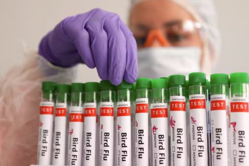 巴西調(diào)查了另外四起野生鳥(niǎo)類(lèi)疑似禽流感病例