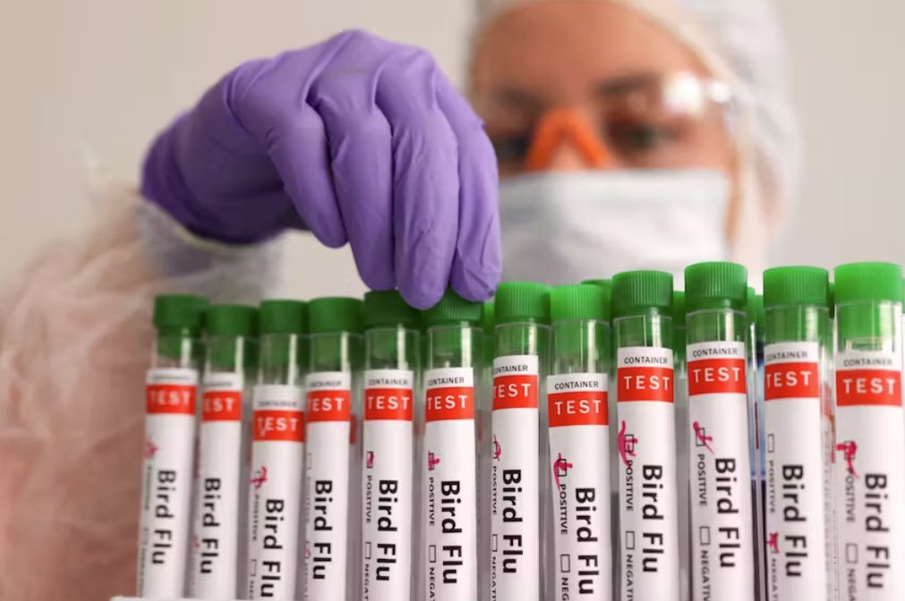 巴西調(diào)查了另外四起野生鳥(niǎo)類疑似禽流感病例