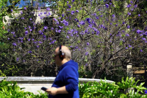 藍(lán)花楹提早綻放引發(fā)墨西哥氣候變化爭論