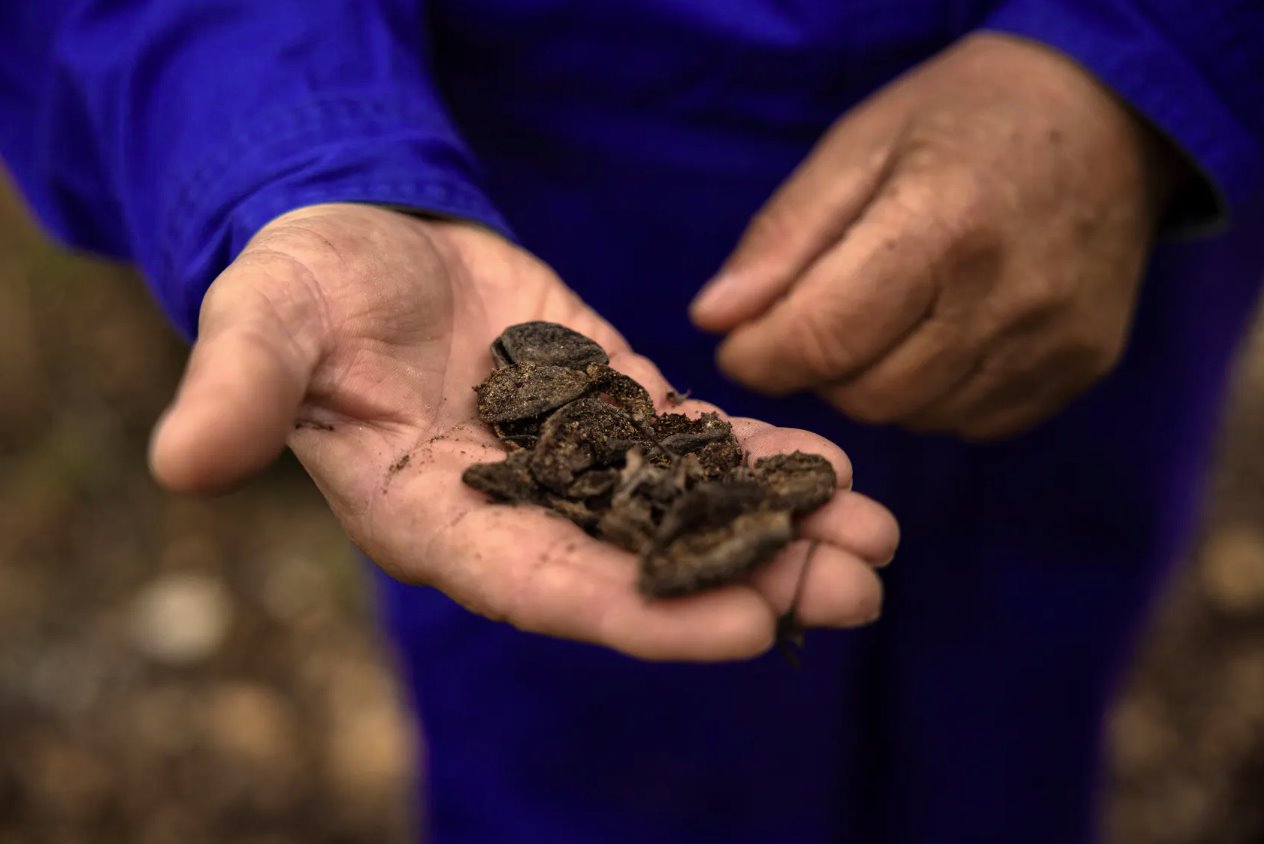 2024年2月18日，希臘卡納利亞村，57歲的農(nóng)民巴比斯&middot;埃萬(wàn)杰利諾斯(BabisEvangelinos)手里拿著去年9月極端洪水后被毀壞的杏仁殼。