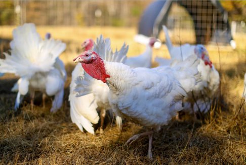 美國(guó)疾控中心警告多州沙門氏菌爆發(fā)與家禽有關(guān)