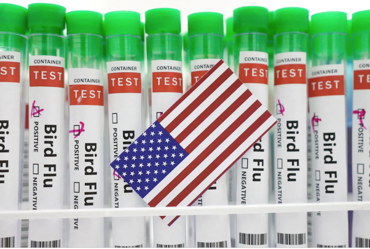 在這張2023年1月14日的插圖中可以看到標(biāo)有&ldquo;禽流感&rdquo;的試管和一張美國國旗顏色的紙。