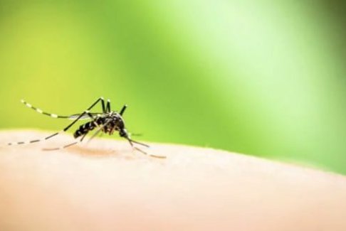 氣候變化造成歐洲登革熱和蚊媒疾病不斷增加
