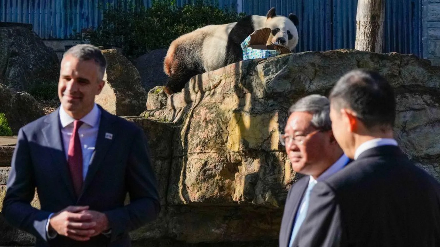 2024年6月16日，澳大利亞阿德萊德，我總理參觀阿德萊德動物園，熊貓旺旺在場。