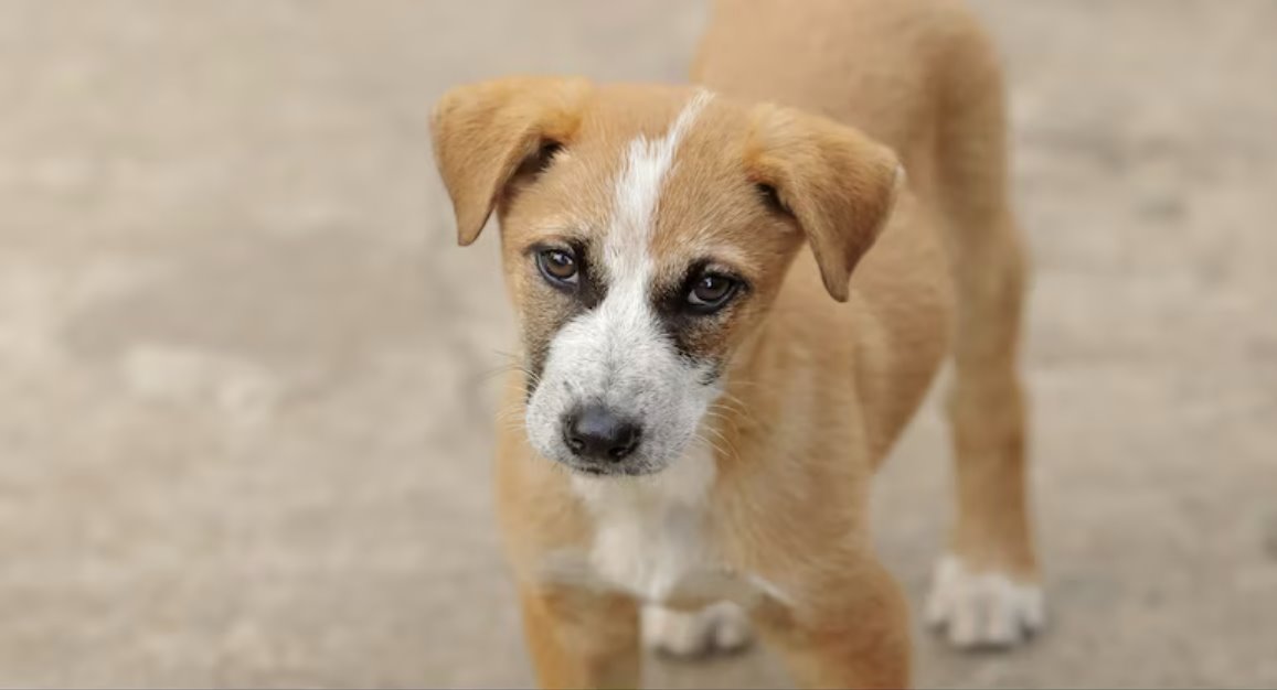 這就是為什么Netflix 的《卡拉梅洛》于 10 月拍攝，其中有一個場景是一只米色小狗坐在圣保羅的河邊。