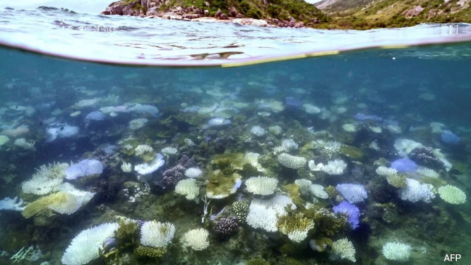 澳大利亞寧格魯礁曾是珍寶，如今卻面臨珊瑚白化危機(jī)