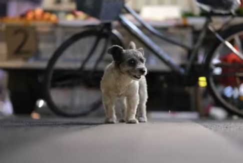 英國(guó)59歲女子被流浪小狗輕微抓傷感染狂犬病死亡