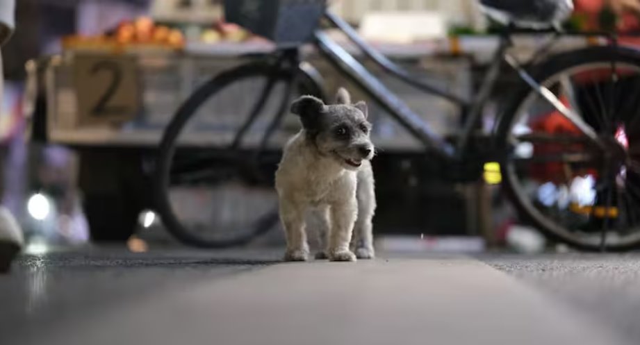 英國一名59歲女子在摩洛哥被流浪小狗輕微抓傷后死于狂犬病