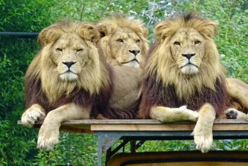 曼谷動物園飼養(yǎng)員被咬死