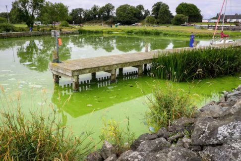 英國最大湖泊內(nèi)伊湖因有毒藍(lán)藻滋生而變死湖