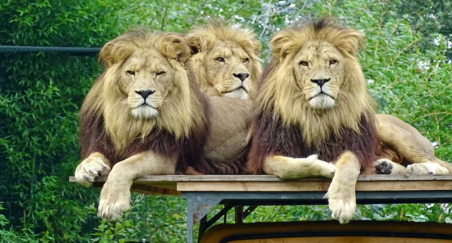 曼谷動(dòng)物園飼養(yǎng)員被咬死