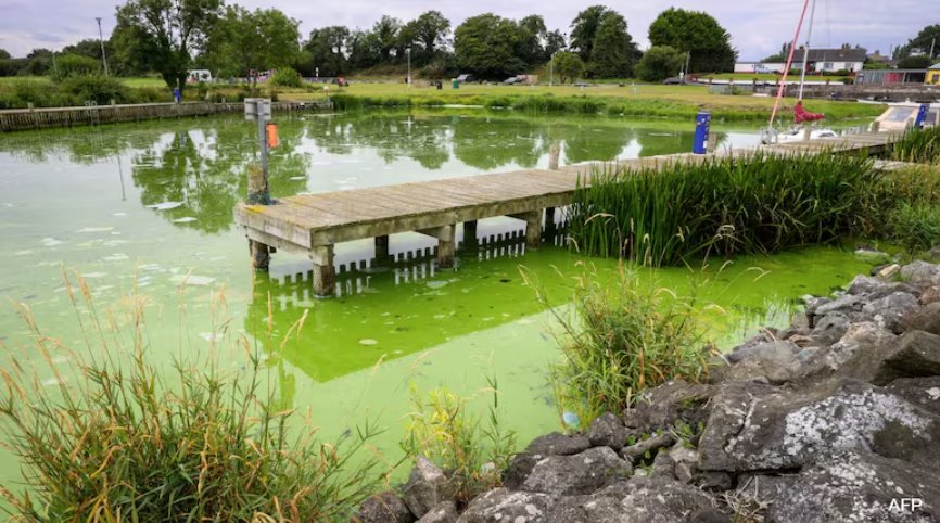 英國(guó)最大湖泊內(nèi)伊湖因有毒藍(lán)藻滋生而變死湖