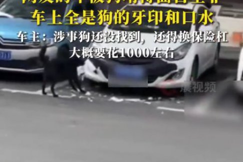 女子車停路邊被狗啃到面目全非