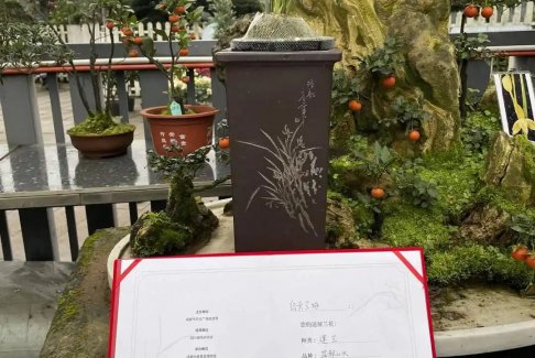 200萬(wàn)一盆 “天價(jià)蘭花”誰(shuí)在買(mǎi)