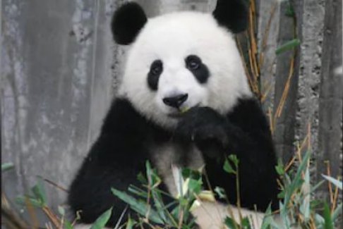 日本最后兩只大熊貓即將返回中國(guó)